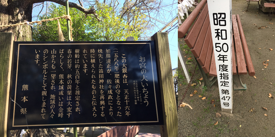 熊本市指定保存樹木第４７号大銀杏
